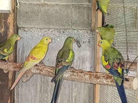 Mélanure 80 67490 Dettwiller