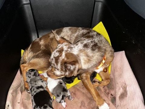 Deux magnifiques femelles chihuahuas trop chou ? 0 94290 Villeneuve-le-roi