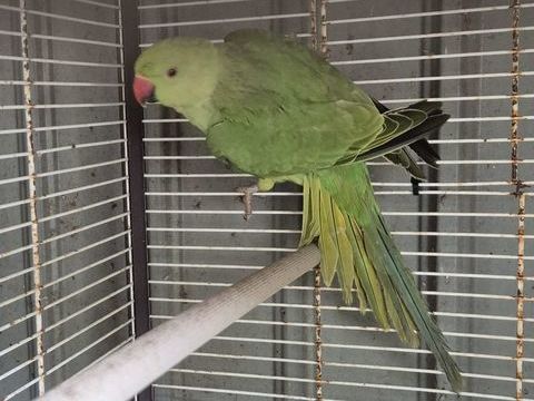 Perrcuhe a Collier 70 17510 Villiers-couture