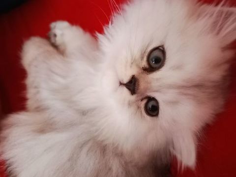 Chaton type persan chinchilla non loof 0 66000 Perpignan