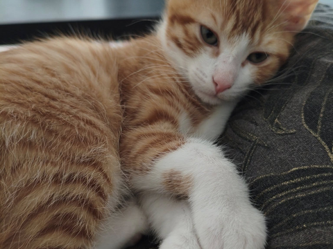 Bruyère 1 44000 Nantes