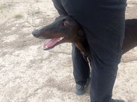 A l'adoption : RASMIA💛, merveilleuse galga de 2 ans 315 24140 Douville
