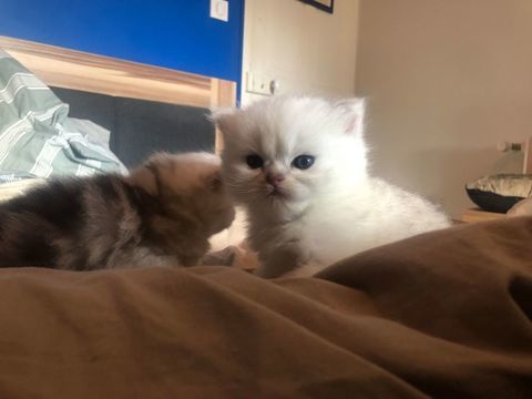 CHATONS PERSANS 690 44670 La chapelle-glain
