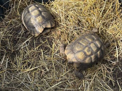 Tortue+grec+ 200 01800 Bourg-saint-christophe