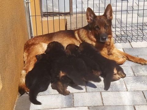 5 chiots berger allemand LOF 1400 67310 Wasselonne
