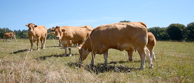 Agence AGENCE FRANCO HOLLANDAISE La Croisille-sur-Briance