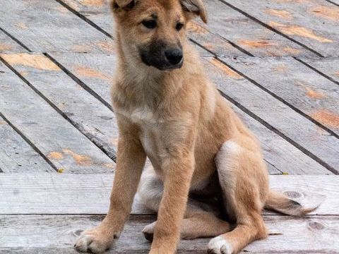 Aidez ma jeune chienne adopt&eacute;e 0 67500 Haguenau