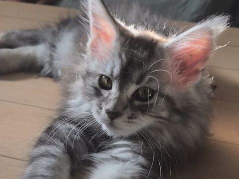 B&eacute;b&eacute;s Maine Coon Femelle Black Silver 1000 77300 Fontainebleau