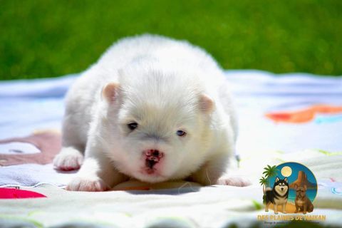 Femelles Pomsky a r&eacute;server 2500 30390 Domazan