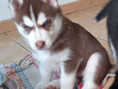 HUSKY FEMELLE LOF CHOCOLAT 1200 40210 Lüe