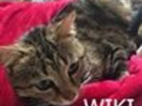 WIKI 50 35000 Rennes