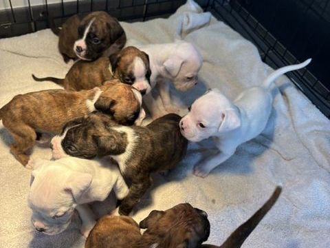 Chiots boxer 0 14170 Vendeuvre