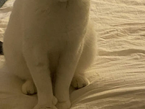 Nino, un adorable compagnon 180 75012 Paris