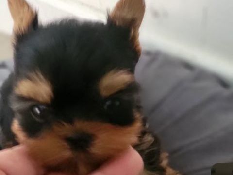 Yorkshire toy 1000 66430 Bompas