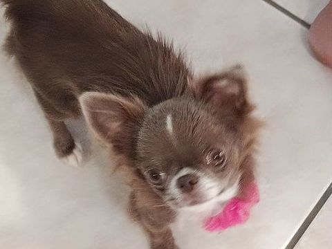 Femelle chihuahua 1200 38270 Beaurepaire