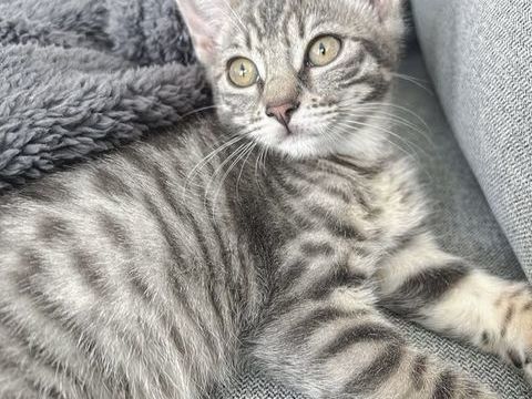 Chatons 390 93200 Saint-denis