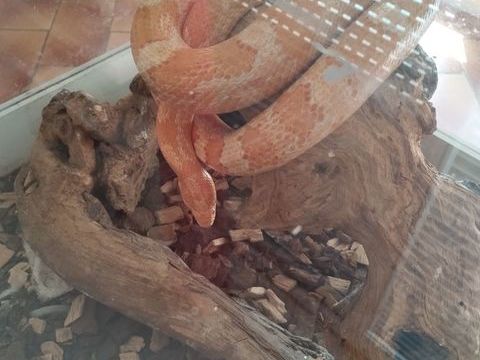 Élaphe guttata albinos et sa table 100 56350 Allaire