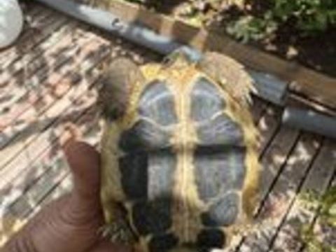   Tortue Herman mâle 5 ans 