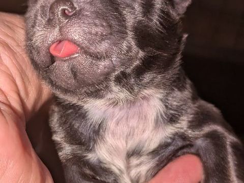 Chiot shih Tzu  &agrave; r&eacute;server 0 76210 Lanquetot