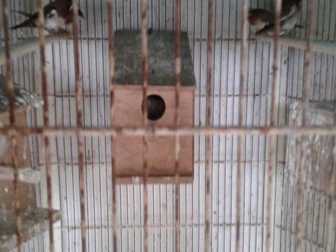 moineaux du japon 5 49110 Saint-pierre-montlimart