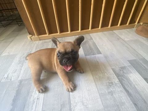 chiots M&acirc;le bouledogue francais fauve masque noir 1500 83200 Toulon