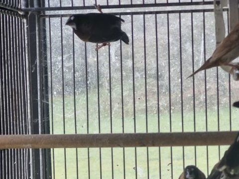 Moineau du japon 15 31220 Le plan