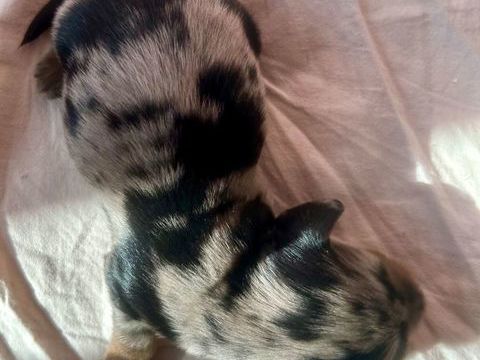 Chiots Teckels nains &agrave; poils longs LOF 3500 71440 Montret