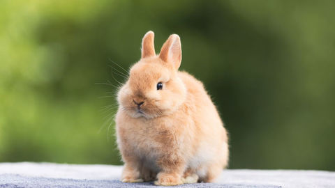 Cherche un lapin 50 93800 �pinay-sur-seine