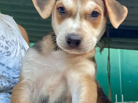 Pomerol, m&acirc;le X berger n&eacute; le 25/11/2025 300 37000 Tours