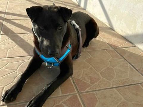 ✨️ NYXE ✨️ 🐶 0 08000 Villers-semeuse