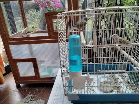 canaris 3 25 22190 Pl�rin