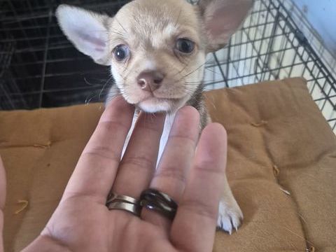 b&eacute;b&eacute; chihuahua  830 33220 Sainte-foy-la-grande
