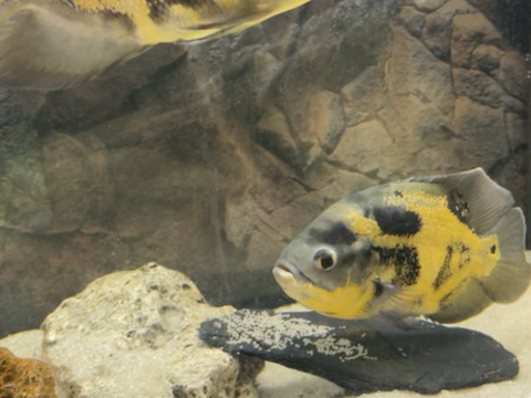 Couple oscars 70 91290 Arpajon