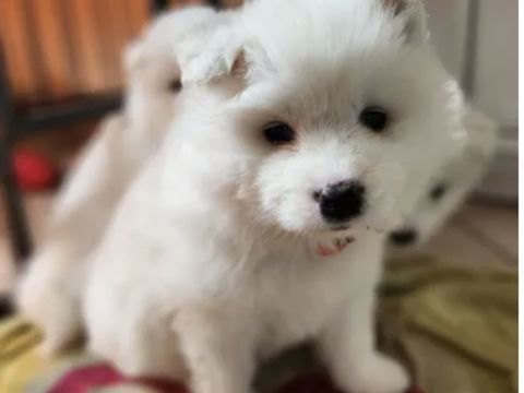 Samoy&egrave;de 0 62190 Lillers