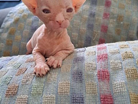 Bb sphynx a r&eacute;server 0 62800 Liévin