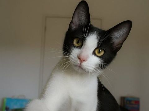 Annwyn à l'adoption 200 56390 Brandivy