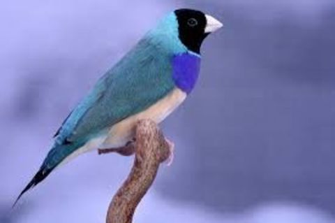 Gould bleu 50 35131 Pont-p�an