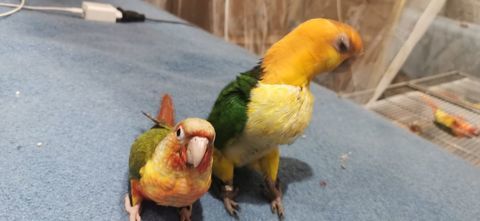 Caique a tête orange 600 94500 Champigny-sur-marne