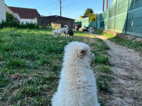 Dog sitting / garde de chien 10 51210 Montmirail
