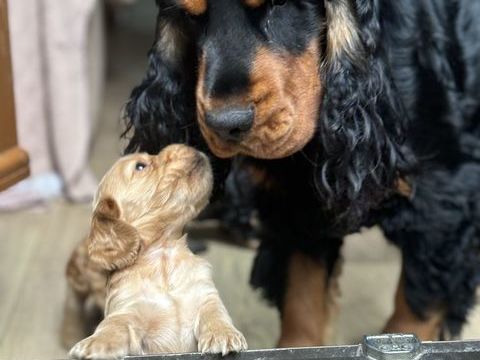 R&eacute;servation adoption cocker anglais 0 94200 Ivry-sur-seine