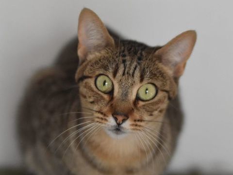 ISIDORO 220 95610 ragny