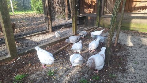 PIGEONS TEXANS 25 33113 Saint-symphorien