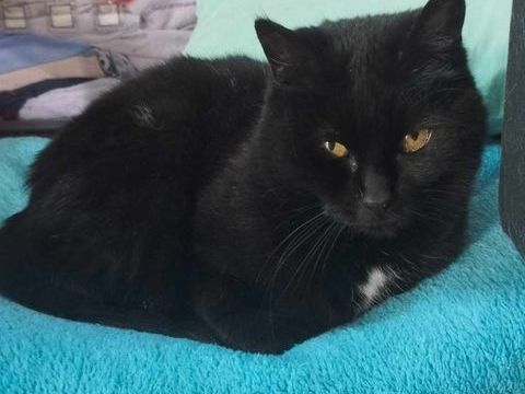 PEARL 200 35170 Bruz