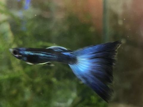 Superbes guppys crevettes plantes etc 2 57300 Mondelange