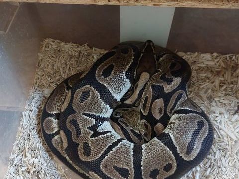 Python femelle 40 52500 Champsevraine