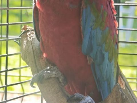 Ara chloroptere mâle  1600 24310 Bourdeilles