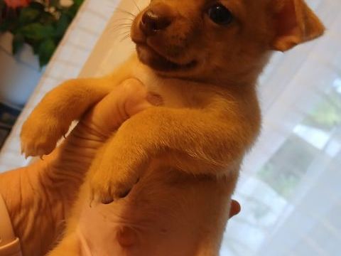 Bb chihuahua  600 34420 Portiragnes