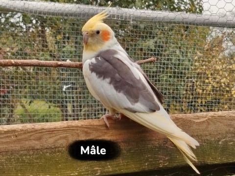 Calopsitte 30 46400 Saint-cr