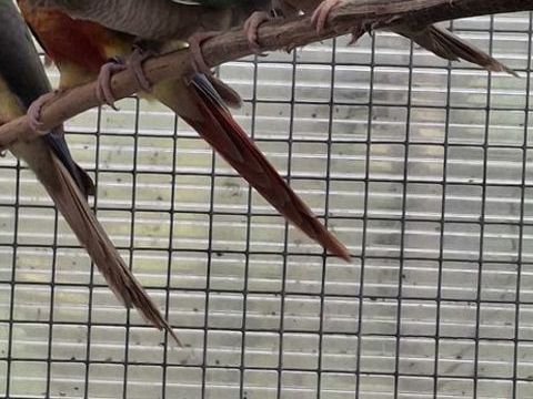 Pyrrhura molinae misty m&acirc;le 50 85360 La tranche-sur-mer