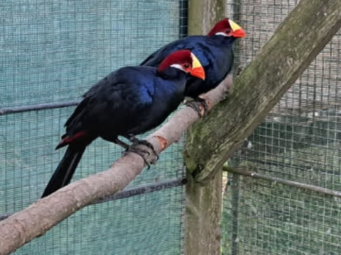 Touraco violet 1 85340 L'le-d'olonne